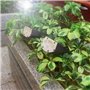 Wasserdichtes Solar-Flutlicht mit LED-Beleuchtung zu Fuß für Garten und Weg RR-FLA02-50 SZ Royal Tech - 14